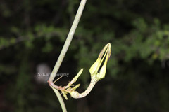 Ceropegia juncea